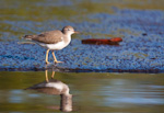 Spotted Sandpiper